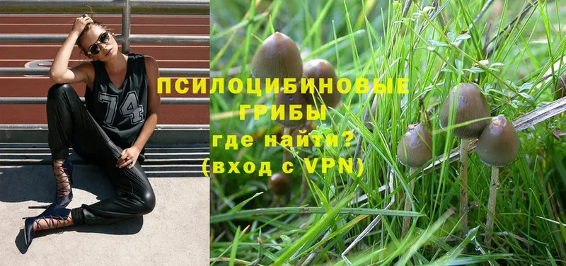 Псилоцибиновые грибы Magic Shrooms  даркнет клад  Клинцы 